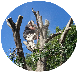 Tree removal in Frisco, Texas